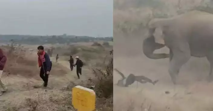 慎入！為拍照走近8頭野象 印度男疑驚擾象群鏡頭前遭圍攻踩踏慘死