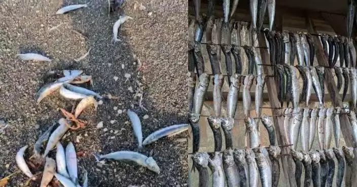 北海道海灘逾2000沙丁魚集體擱淺同日青森強震 網民疑是「地震前兆」