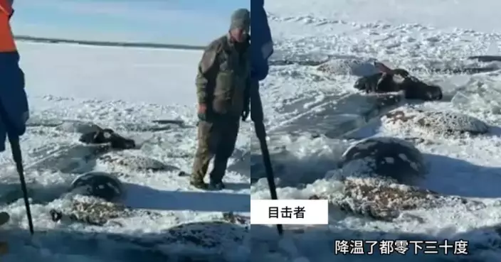 13匹馬飲水遇冰面破裂全墮水庫凍死 黑龍江馬場主人損逾30萬