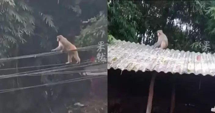 四川野生馬騮跨區遊走城郊見鏡頭即避開 工作人員多次追蹤撲空