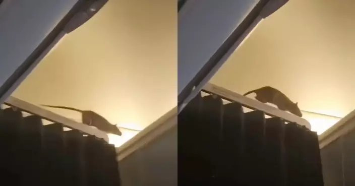 老鼠大鬧機艙竄入行李櫃 荷蘭航空客機緊急停飛累逾250乘客行程受阻