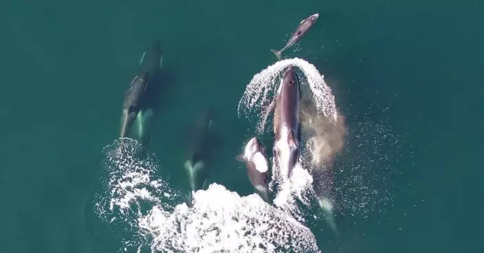 研究首證虎鯨聯手海豚捕獵三文魚 跨物種合作神奇畫面首度曝光