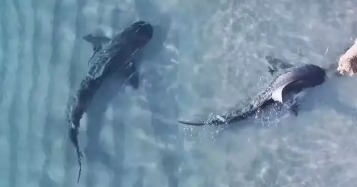 只隔數厘米！澳洲貴賓犬淺水區玩耍迎面遇虎鯊逼近 主人岸邊無助旁觀