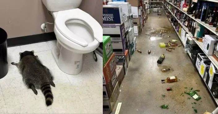 浣熊闖酒舖狂飲威士忌 「醉趴」廁所 動保人員見到都爆笑