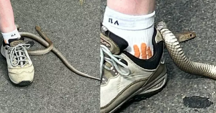 戶外尋寶誤踩花壇 澳女低頭遭「世界第二毒蛇」纏繞波鞋多次被咬傷