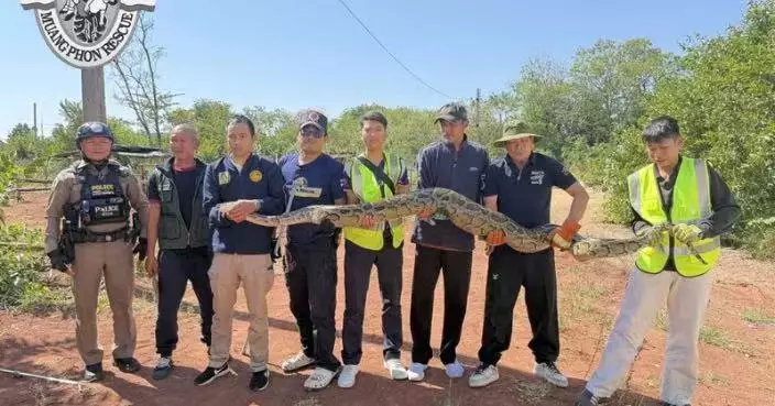 潛伏泰國酒店林地被捕獲 3米長巨蟒野放前疑「太撐」吐出犬屍