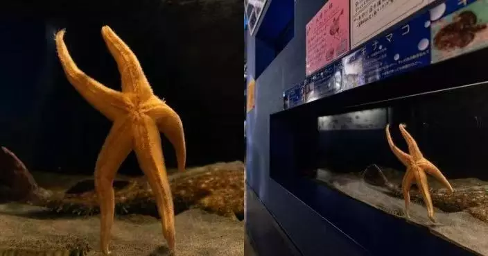閉館前緊貼玻璃伸展腕足 日水族館海星可愛姿勢似向遊客「揮手道別」
