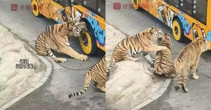 有片！大連東北虎緊咬觀光車輪胎拒鬆口 遭同伴上前「勸阻」當場炸毛反擊