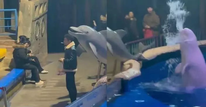 內地男海洋館內違規吸煙 醒目小白鯨疑不滿當頭噴水「制止」