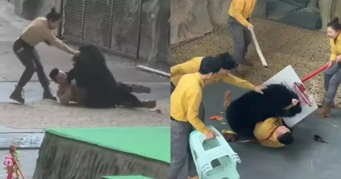 杭州動物園黑熊登場演出前疑為搶食撲倒飼養員 園方：即日起取消表演