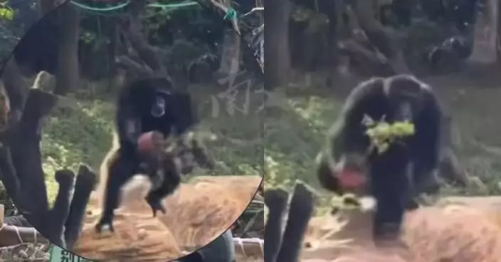 黑猩猩朝遊客拋擲花盆 廣州動物園獲投訴即時「關禁閉」