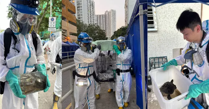 大埔五級火｜警方多個單位內成功再尋獲多隻生還動物   包括貓、多隻龜、蜥蜴和魚