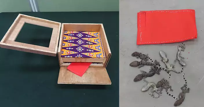 海關從印尼空運到港貨物盒暗格 檢獲34隻瀕危物種活蜥蝪