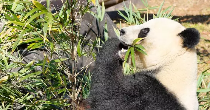 上野動物園旅日大熊貓「曉曉」與「蕾蕾」明年初回國 有當地民眾稱不捨