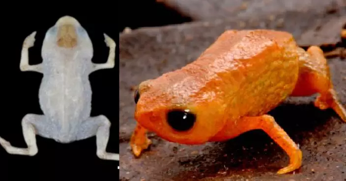 細到可停鉛筆尖 巴西南部發現新品種鮮橙蟾蜍 以總統命名列全球最迷你四足動物之一