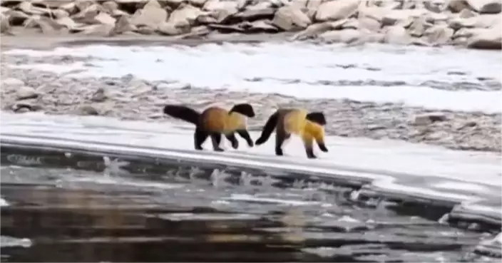 有片！冰河邊罕見現身　雪原萌獸同框　青海拍到兩隻黃喉貂追逐嬉戲