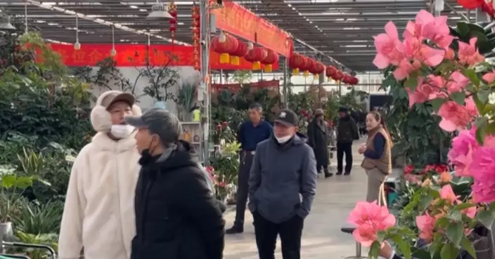 元旦將至花市轉旺　山西年花需求急升　蝴蝶蘭成最搶手品種