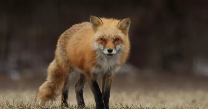 英國擬禁「尋蹤狩獵」惹眾怒 鄉村聯盟斥：破壞數百年傳統