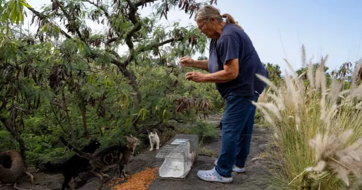流浪貓成「超級掠食者」 夏威夷大島立例禁餵 違者罰500美元