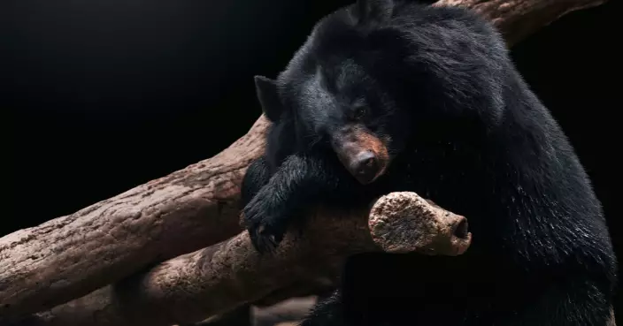 長期養熊取熊膽 南韓業者挨轟 2026年起違禁令最高判5年