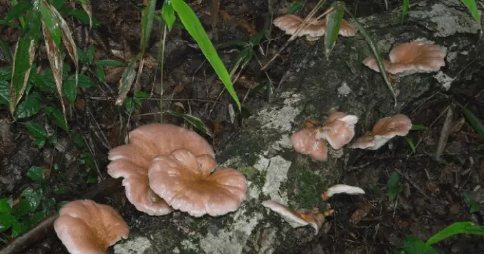 採菇用AI判毒 日本七旬翁誤食險喪命 專家急籲：野菇勿亂食