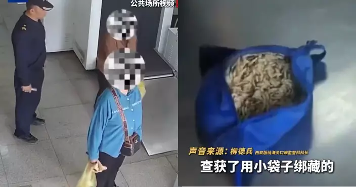 3女旅客腰部凸出行走異常 雲南海關截查驚揭腰藏逾3公斤活蟲