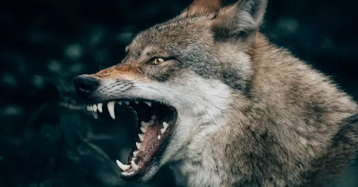 印度北「餓狼襲人」頻傳 5歲男童遭拖走不治 母目睹全程卻無力阻止