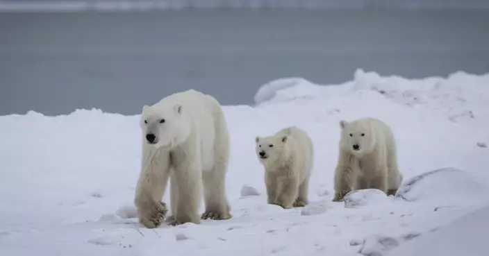 跨血緣母愛！北極熊罕見收養非親生幼熊 45年僅13宗個案