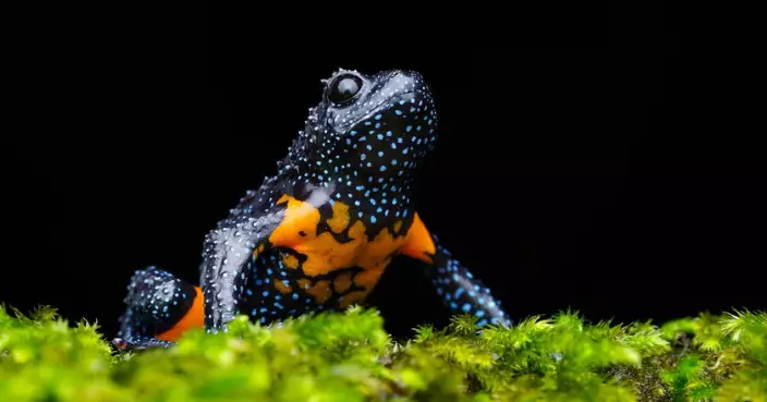 學者發現罕見「星空樹蛙」　秘境曝光後疑因攝影師頻至而滅絕