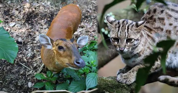嘉道理農場聖誕推兒童免費入場 親子同樂探索自然
