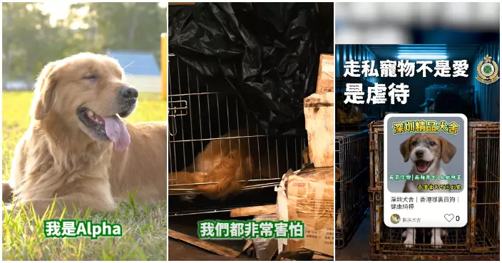 「走私唔係愛 係虐待」 海關籲市民勿購走私寵物