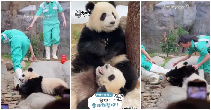 「家姐細佬」玩雪過聖誕 護理員阿咩化身熊貓專屬攣毛聖誕老人