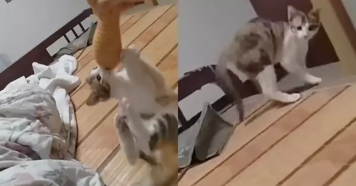 貓咪與飼主大玩執波遊戲 玩到一半似驚覺唔妥：當我係狗？