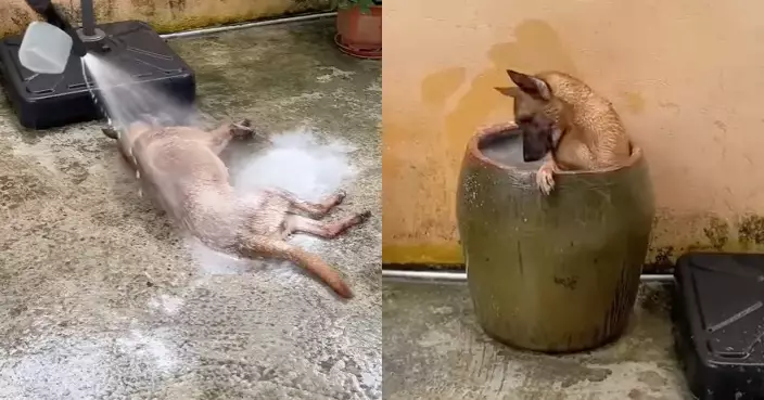 飼主將狗當車洗出動噴槍掃把 牠還主動配合浸浴 網民：更清潔衛生了