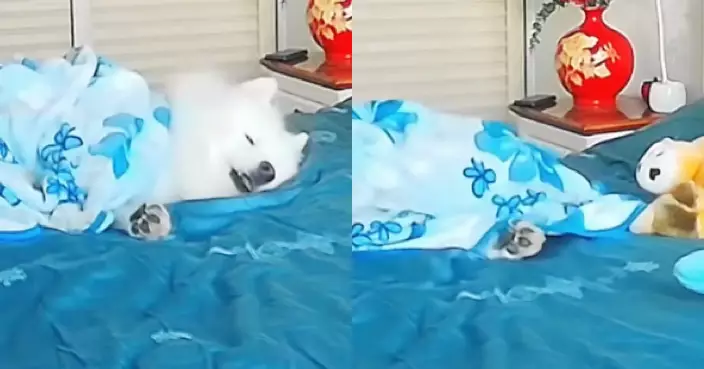 有片！送寵物狗到老家憂牠分離焦慮 飼主開監控呼喚卻遭白眼