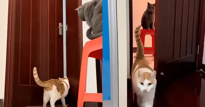 橘貓「喵聲遙控」飼主開門 後方藍貓認真觀摩 網笑：插班生學得比誰都認真