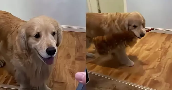 金毛打爛化妝品求原諒 見超貴價格似睇明秒叼來雞毛掃：你還是打我吧