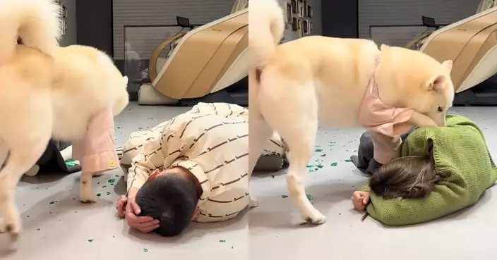 明顯偏心！雪橇犬見女飼主出事秒救援 男飼主倒下竟冷眼咁做