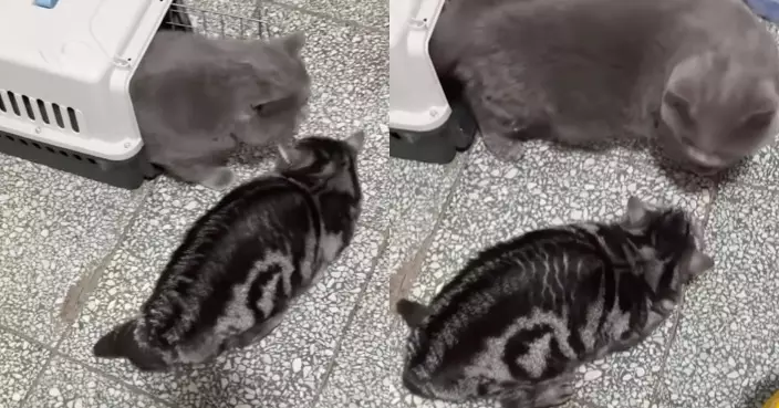 原住民貓挑釁新室友 見牠走出籠子亮出身型嚇到跪服：大哥請指教