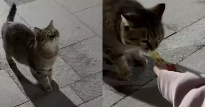 流浪貓為討飯講出超標準人話 發音清晰嚇呆女子：要會外語才有飯吃？