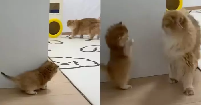 有片！小橘貓藏牆角想嚇媽媽 被當場識破 尷尬轉敬禮裝無事