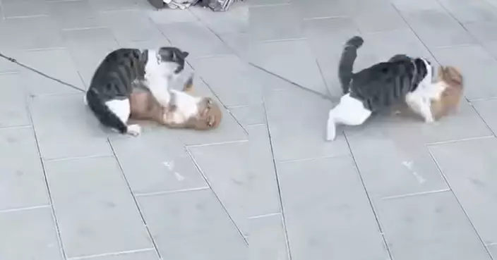 納悶「貓為什麼要栓繩」 目睹流浪貓靠近那一刻瞬間醒悟：兇喵巡視中