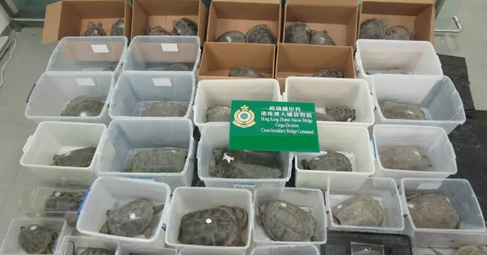 海關於港珠澳大橋香港口岸檢獲42隻懷疑瀕危活龜 33歲男司機被捕