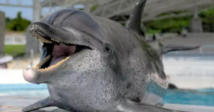 沖繩水族館長壽海豚「Oki醬」病逝 半世紀表演生涯落幕