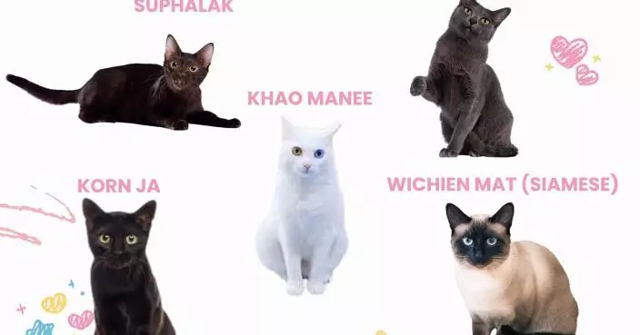 泰國內閣認證5種本土貓為「國寶」 推動文化旅遊新經濟