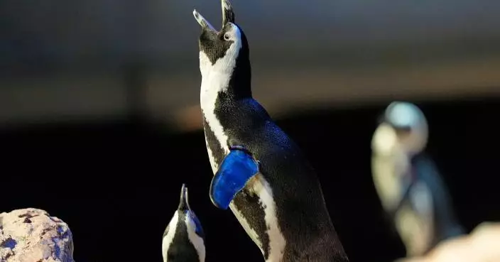 「極危」警報！非洲企鵝數量30年銳減80%，研究：2035年恐野外滅絕