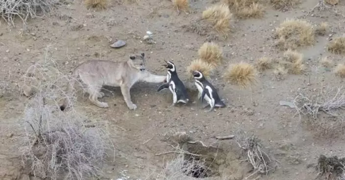 美洲獅強勢回歸巴塔哥尼亞！密度創歷史新高 卻盯上「新菜單」：麥哲倫企鵝