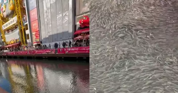 奇觀還是警訊？大阪道頓堀川驚現「魚河」奇景  專家：可能因覓食或水溫變化誤入