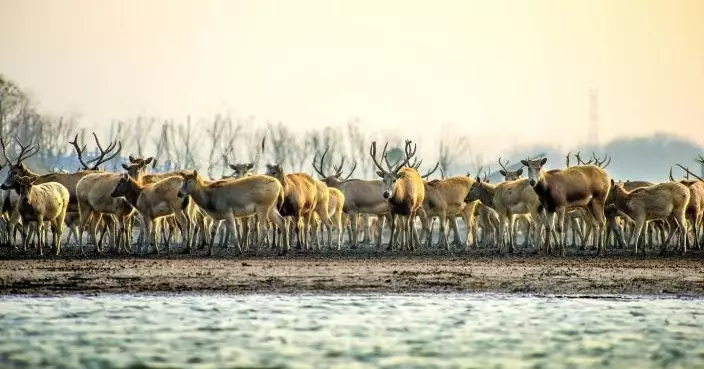「四不像」重生傳奇！麋鹿從本土滅絕到1.5萬頭復育 中國完成全球最大野生種群保育