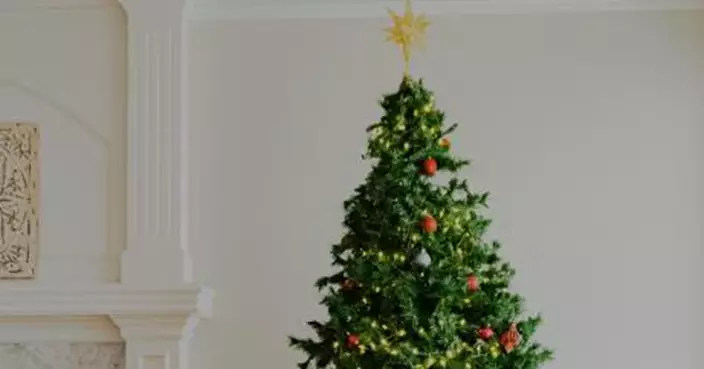 全球暖化＋需求暴增！歐洲聖誕樹陷「瘦身潮」 短缺危機讓傳統冷杉「變瘦」搶市